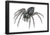 Grass Spider (Agelenopsis), Arachnids-Encyclopaedia Britannica-Framed Poster