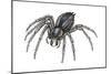 Grass Spider (Agelenopsis), Arachnids-Encyclopaedia Britannica-Mounted Poster