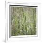 Grass Square 32-Ken Bremer-Framed Limited Edition