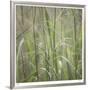 Grass Square 32-Ken Bremer-Framed Limited Edition