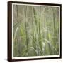 Grass Square 32-Ken Bremer-Framed Limited Edition