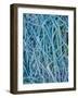 Grass Stems in a Winter Frost-MJT Photography-Framed Photographic Print