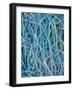 Grass Stems in a Winter Frost-MJT Photography-Framed Photographic Print
