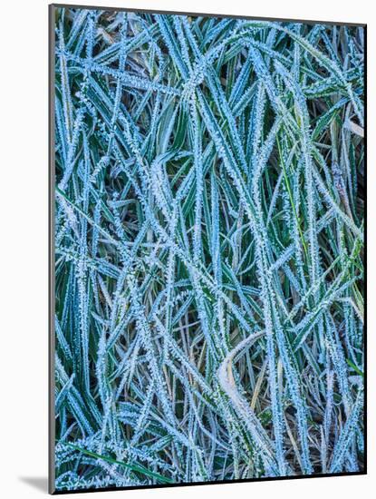 Grass Stems in a Winter Frost-MJT Photography-Mounted Photographic Print