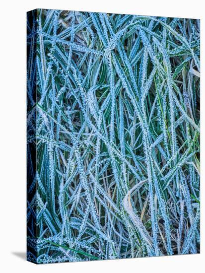 Grass Stems in a Winter Frost-MJT Photography-Stretched Canvas