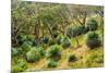 Grass trees, Fleurieu Peninsula, South Australia-Mark A Johnson-Mounted Photographic Print