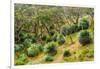 Grass trees, Fleurieu Peninsula, South Australia-Mark A Johnson-Framed Photographic Print