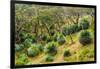 Grass trees, Fleurieu Peninsula, South Australia-Mark A Johnson-Framed Photographic Print