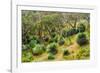 Grass trees, Fleurieu Peninsula, South Australia-Mark A Johnson-Framed Photographic Print