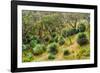 Grass trees, Fleurieu Peninsula, South Australia-Mark A Johnson-Framed Photographic Print