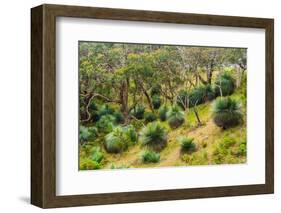 Grass trees, Fleurieu Peninsula, South Australia-Mark A Johnson-Framed Photographic Print