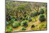 Grass trees, Fleurieu Peninsula, South Australia-Mark A Johnson-Mounted Photographic Print