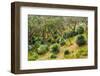 Grass trees, Fleurieu Peninsula, South Australia-Mark A Johnson-Framed Premium Photographic Print