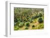 Grass trees, Fleurieu Peninsula, South Australia-Mark A Johnson-Framed Premium Photographic Print