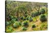 Grass trees, Fleurieu Peninsula, South Australia-Mark A Johnson-Stretched Canvas