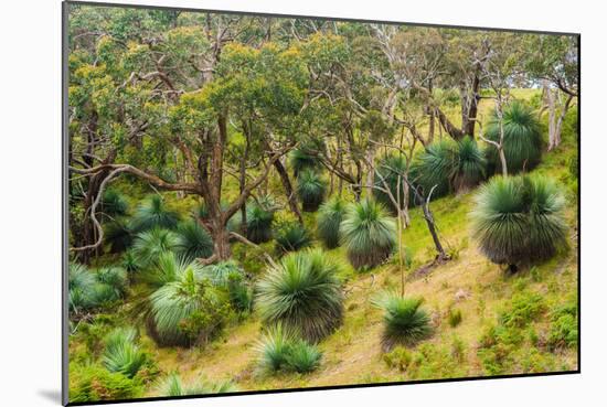 Grass trees, Fleurieu Peninsula, South Australia-Mark A Johnson-Mounted Photographic Print