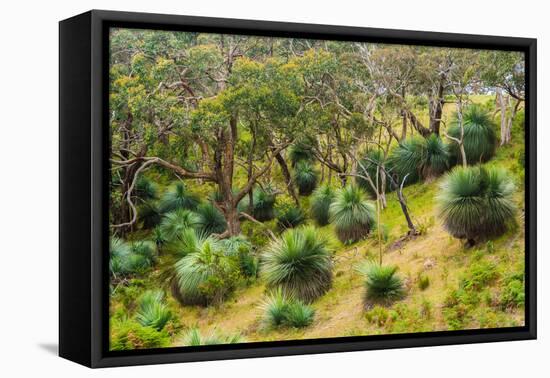 Grass trees, Fleurieu Peninsula, South Australia-Mark A Johnson-Framed Stretched Canvas