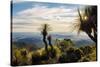 Grass Trees on Mt Kiangarow, Bunya Mountains National Park, Queensland, Australia-Mark A Johnson-Stretched Canvas