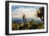 Grass Trees on Mt Kiangarow, Bunya Mountains National Park, Queensland, Australia-Mark A Johnson-Framed Photographic Print