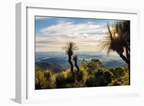 Grass Trees on Mt Kiangarow, Bunya Mountains National Park, Queensland, Australia-Mark A Johnson-Framed Photographic Print