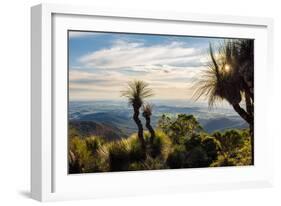 Grass Trees on Mt Kiangarow, Bunya Mountains National Park, Queensland, Australia-Mark A Johnson-Framed Photographic Print