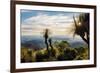 Grass Trees on Mt Kiangarow, Bunya Mountains National Park, Queensland, Australia-Mark A Johnson-Framed Photographic Print