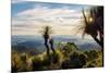 Grass Trees on Mt Kiangarow, Bunya Mountains National Park, Queensland, Australia-Mark A Johnson-Mounted Photographic Print