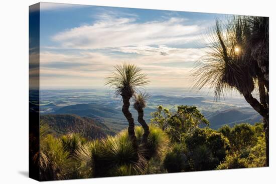 Grass Trees on Mt Kiangarow, Bunya Mountains National Park, Queensland, Australia-Mark A Johnson-Stretched Canvas