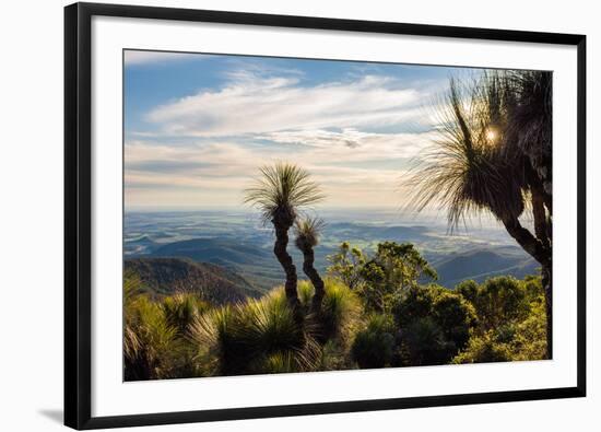 Grass Trees on Mt Kiangarow, Bunya Mountains National Park, Queensland, Australia-Mark A Johnson-Framed Photographic Print