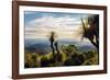 Grass Trees on Mt Kiangarow, Bunya Mountains National Park, Queensland, Australia-Mark A Johnson-Framed Photographic Print