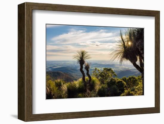 Grass Trees on Mt Kiangarow, Bunya Mountains National Park, Queensland, Australia-Mark A Johnson-Framed Photographic Print