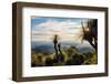 Grass Trees on Mt Kiangarow, Bunya Mountains National Park, Queensland, Australia-Mark A Johnson-Framed Photographic Print