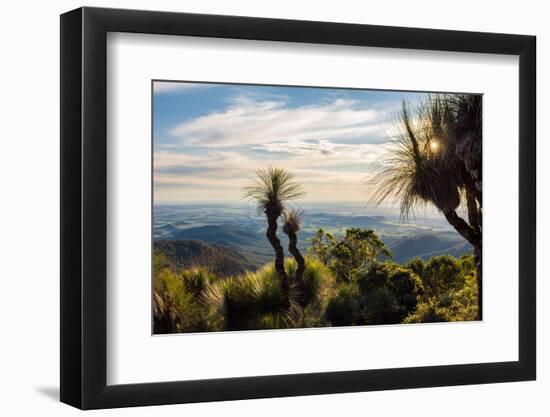 Grass Trees on Mt Kiangarow, Bunya Mountains National Park, Queensland, Australia-Mark A Johnson-Framed Photographic Print