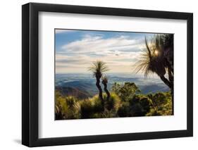 Grass Trees on Mt Kiangarow, Bunya Mountains National Park, Queensland, Australia-Mark A Johnson-Framed Photographic Print