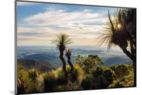 Grass Trees on Mt Kiangarow, Bunya Mountains National Park, Queensland, Australia-Mark A Johnson-Mounted Photographic Print