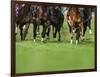 Grass turf horse racing-Maresa Pryor-Framed Photographic Print