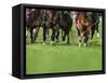 Grass turf horse racing-Maresa Pryor-Framed Stretched Canvas