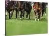 Grass turf horse racing-Maresa Pryor-Stretched Canvas