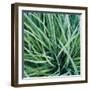 Grass with Morning Dew-Jan Bell-Framed Photographic Print