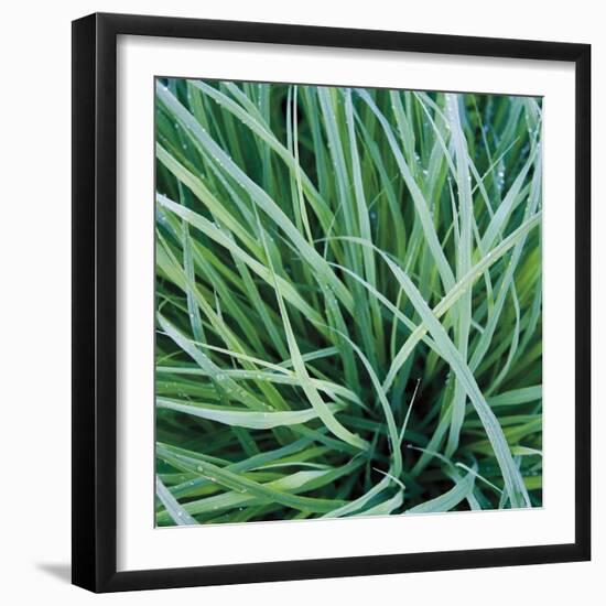 Grass with Morning Dew-Jan Bell-Framed Photographic Print