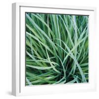 Grass with Morning Dew-Jan Bell-Framed Photographic Print