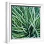 Grass with Morning Dew-Jan Bell-Framed Photographic Print