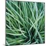 Grass with Morning Dew-Jan Bell-Mounted Photographic Print