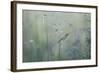 Grass with Seeds-Jean Schwarz-Framed Photographic Print