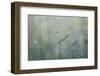 Grass with Seeds-Jean Schwarz-Framed Photographic Print