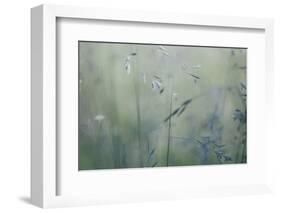 Grass with Seeds-Jean Schwarz-Framed Photographic Print