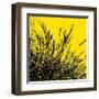 Grass (yellow), c.2011-Davide Polla-Framed Premium Giclee Print