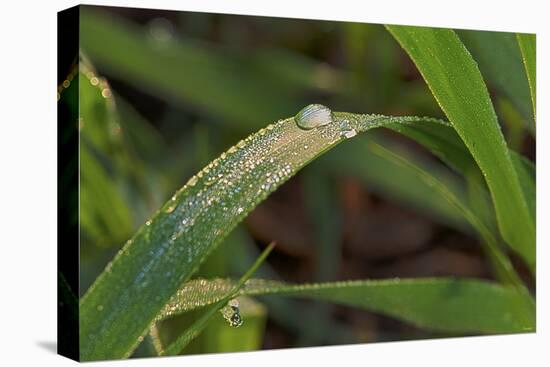 Grass-Gordon Semmens-Stretched Canvas