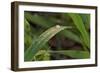 Grass-Gordon Semmens-Framed Photographic Print