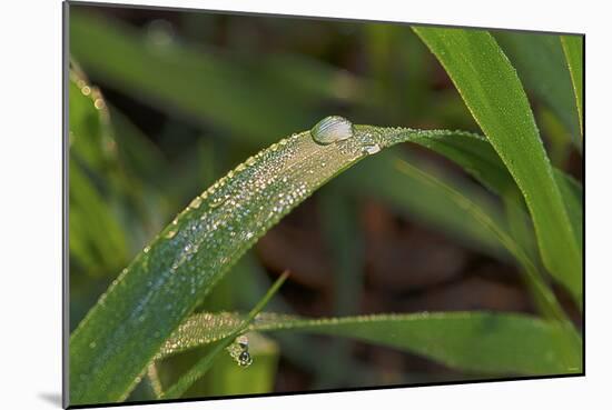 Grass-Gordon Semmens-Mounted Photographic Print